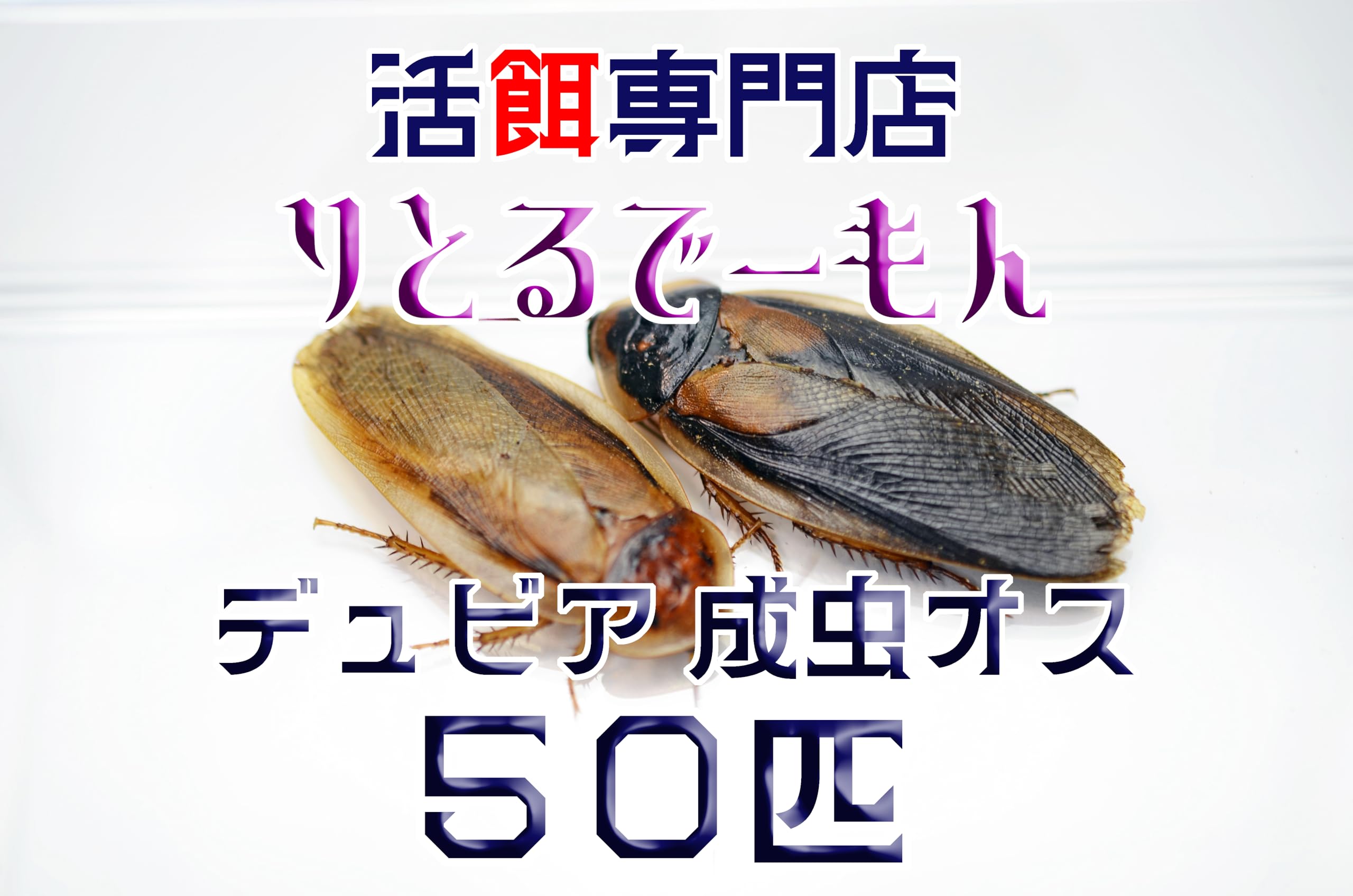 Amazon | 【りとるでーもん】デュビア 成虫 オス 50匹【入数選択可能