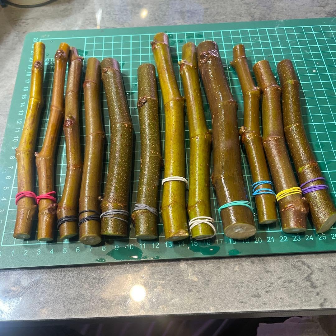 Amazon.co.jp: イチジクの苗 穂木8種 12本 : DIY・工具・ガーデン