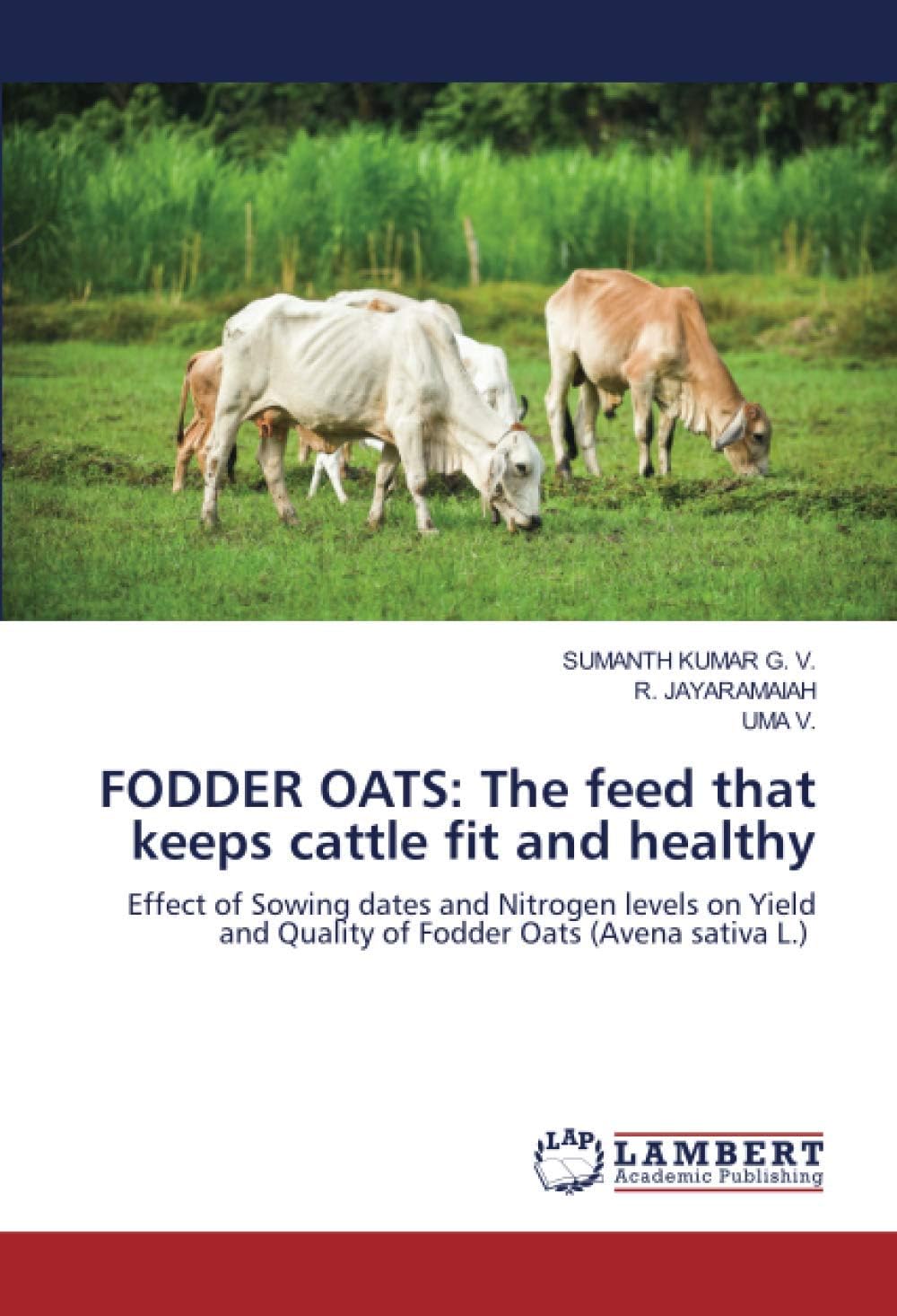 Fodder Oats: The feed that keeps cattle fit and healthy