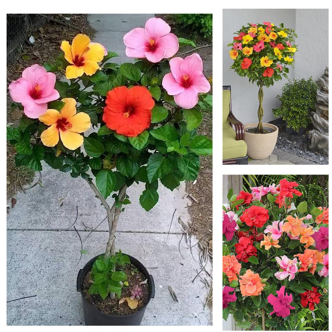 12-Month All-Time Hybrid Hibiscus Plant in Pot – Live Multi-Color Flowering Plant – 4-5 Color Varieties in One – Low Maintenance Indoor/Outdoor Plant