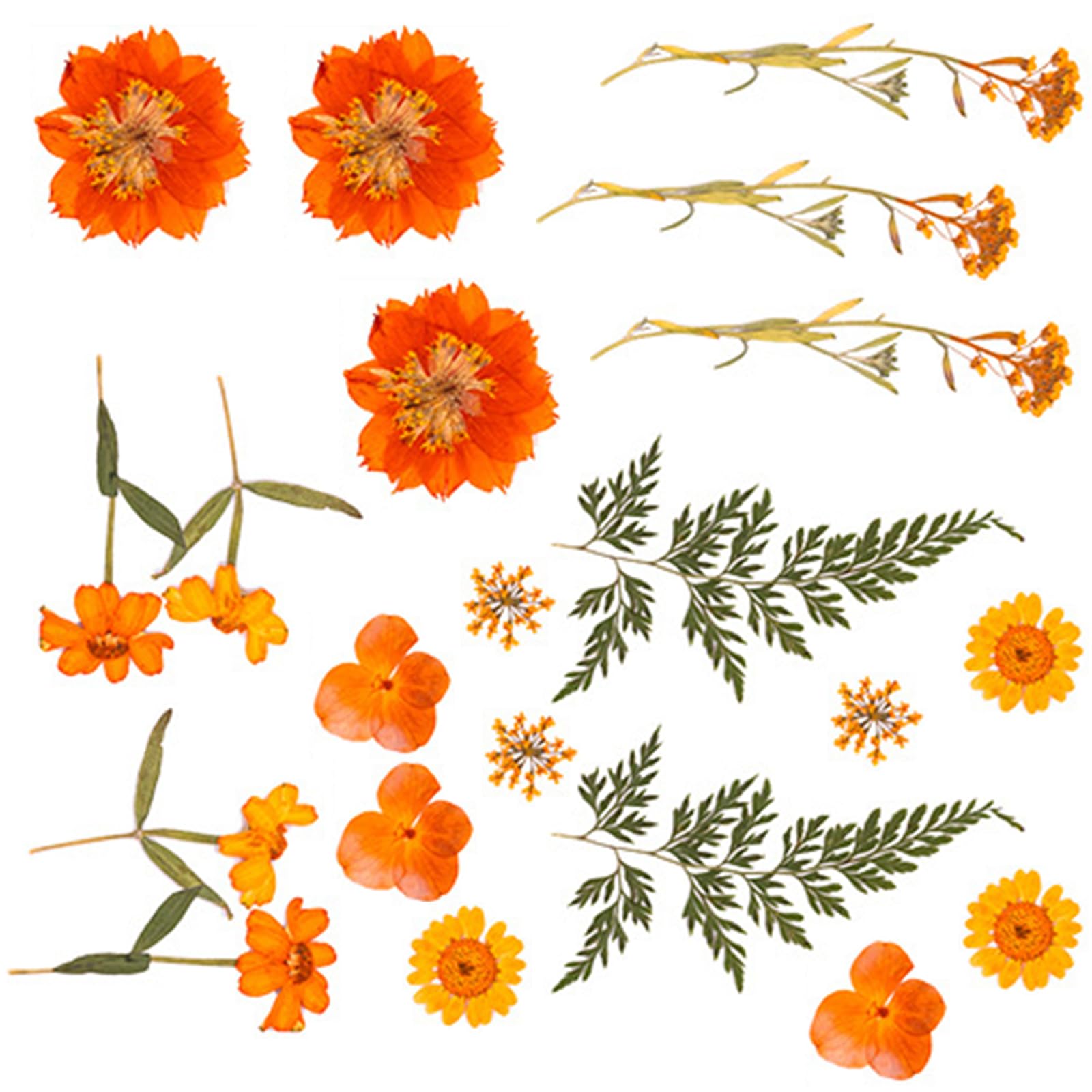 NEWFT Natural Dry Flower Leaves Set for Art Craft Scrapbooking Candle Jewelry Making Pressed Dried Flower For Epoxy Resin