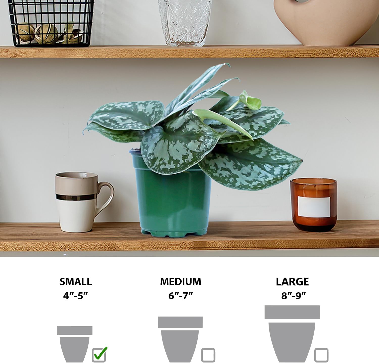 Live Scindapsus Pictus Exotica, Silver Satin, Variegated Trailing Houseplant, Grandma Birthday Gift, Mother's Day Gift, Fully Rooted Indoor Plant in 4" Pot