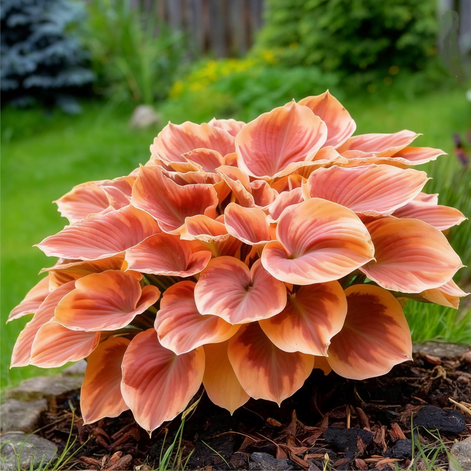 Premium Hosta Bulbs – Stunning Large Blooms, Simple to Grow – Perfect for Indoor Decor, Gifts & Holiday Displays-15 Bulbs-C