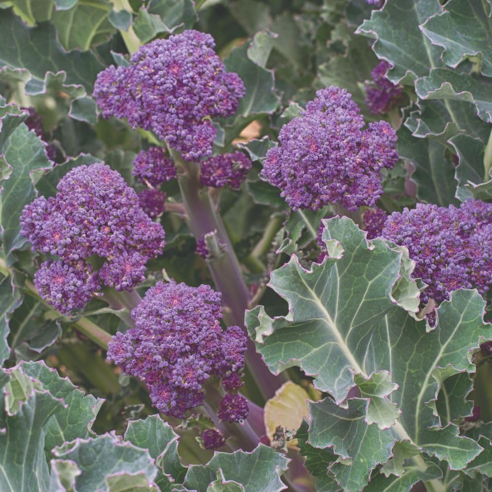 Broccoli Sprouting Summer Purple British Bred High Yield Heat Tolerant Produces Tasty Purple Spears Long Cropping Season Easy Grow Vegetable 1x Seed Packet by Thompson and Morgan