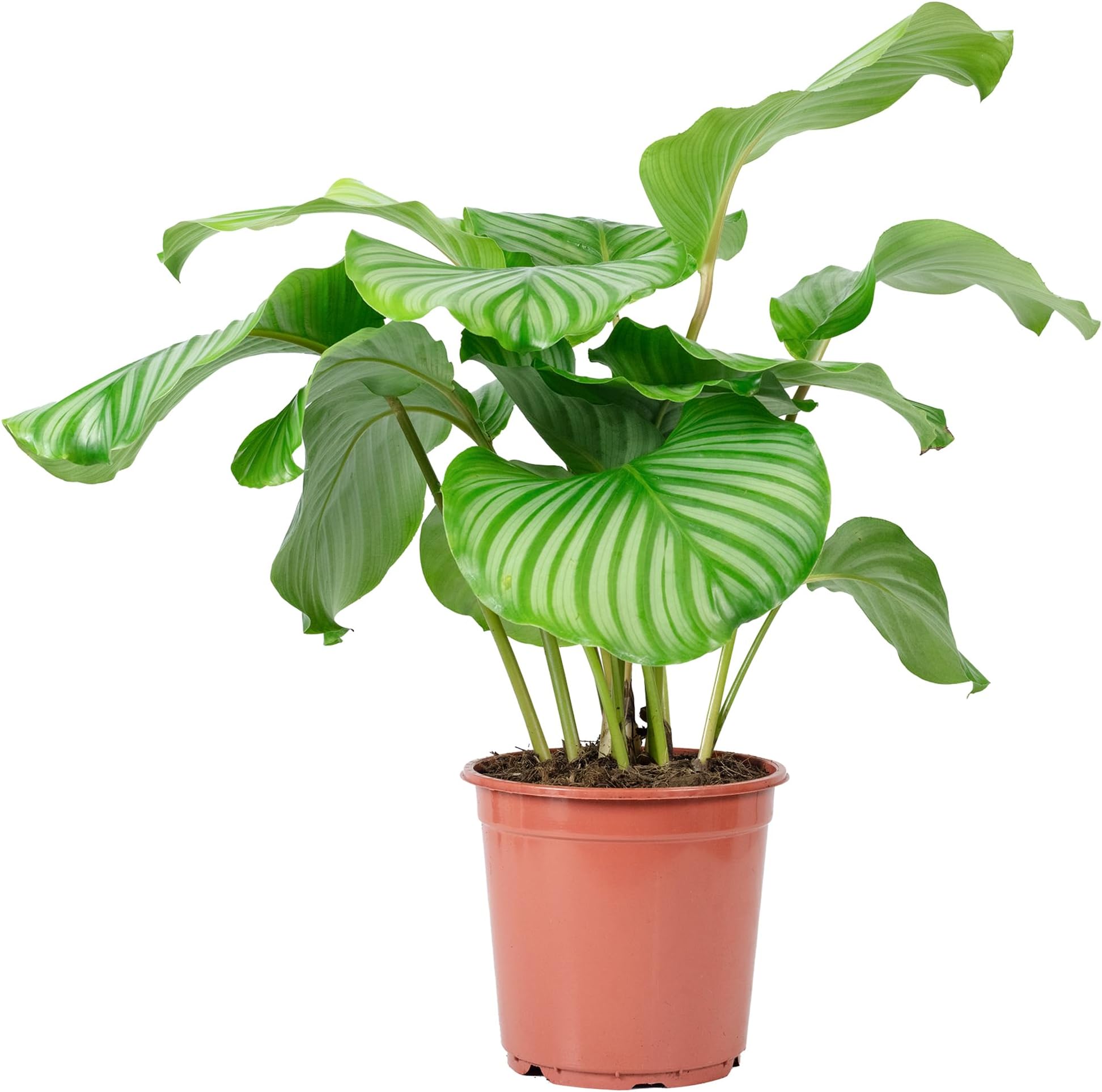 Purpurtute Syngonium Arrow - Véritable Plante D'Intérieur, Hauteur 25 Cm, Pot 12 Cm
