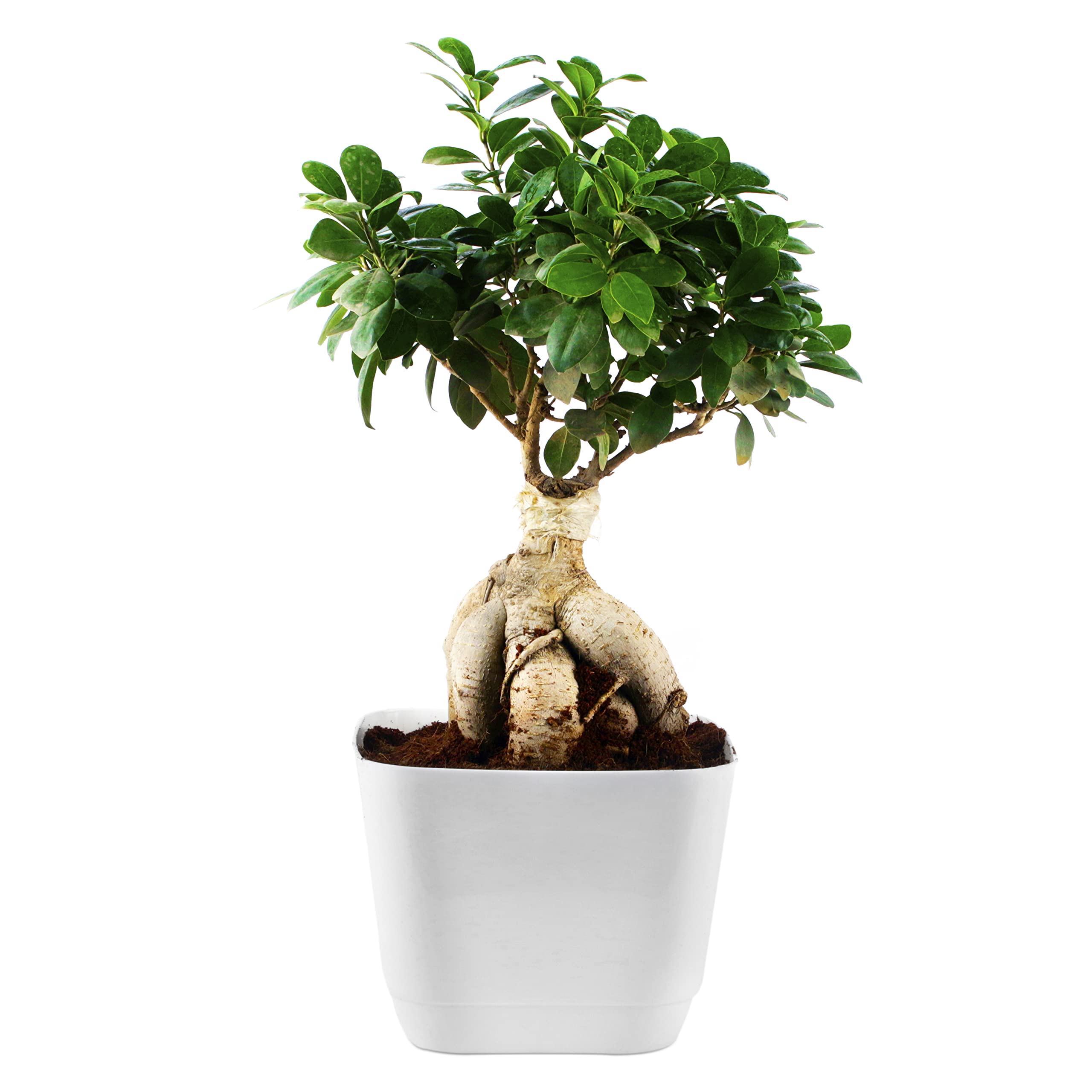 PHULWA Ficus bonsai live plant with white square plastic pot, Indoor plant, House Plant, Office Plant, Bonsai plant (B0BT81VF21) Amazon Price History, Amazon Price Tracker