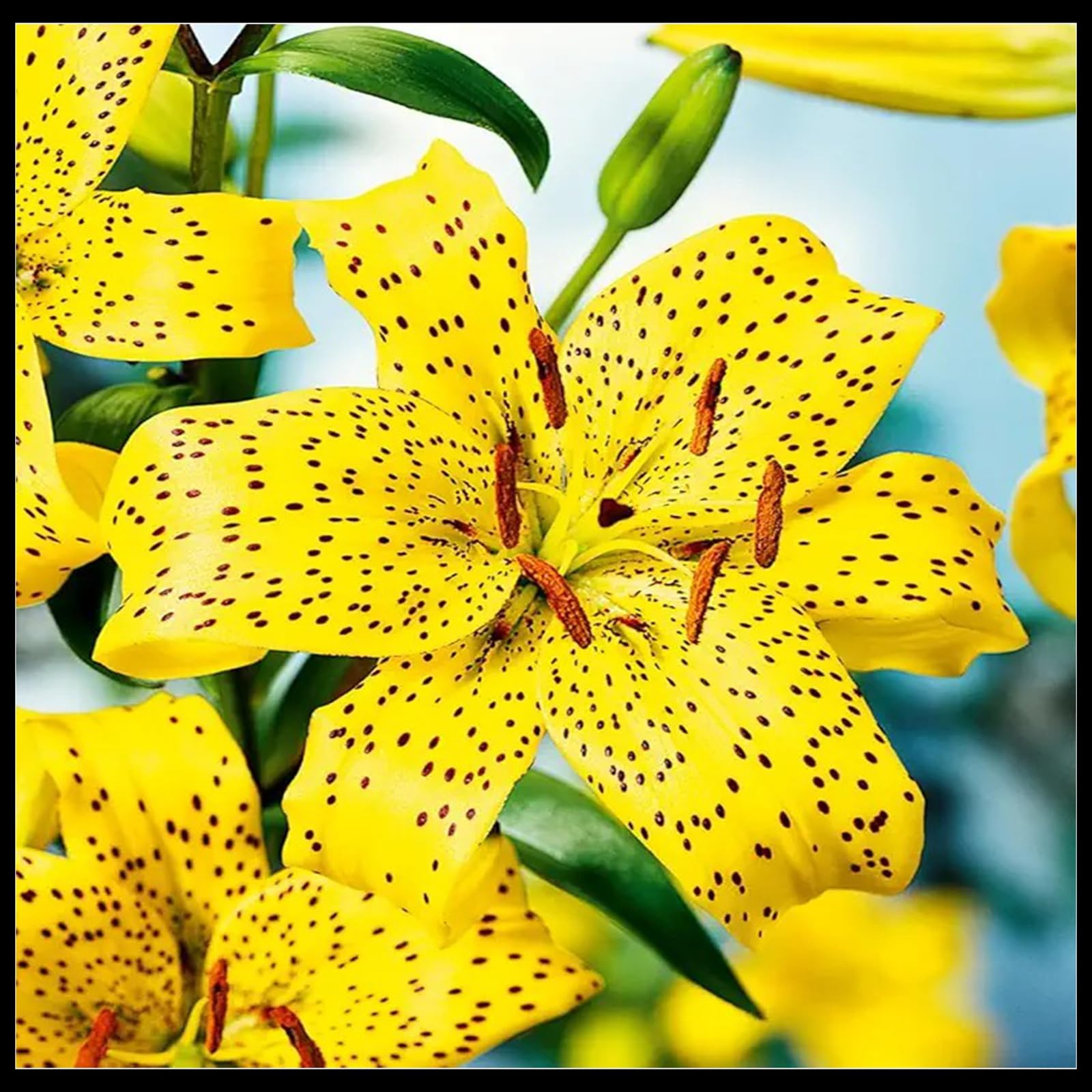 Perennial Giant Lily for Planting Now UK,Hardy - Easy Plant-Professional for Beautiful Garden Displays-2 Bulbs-J