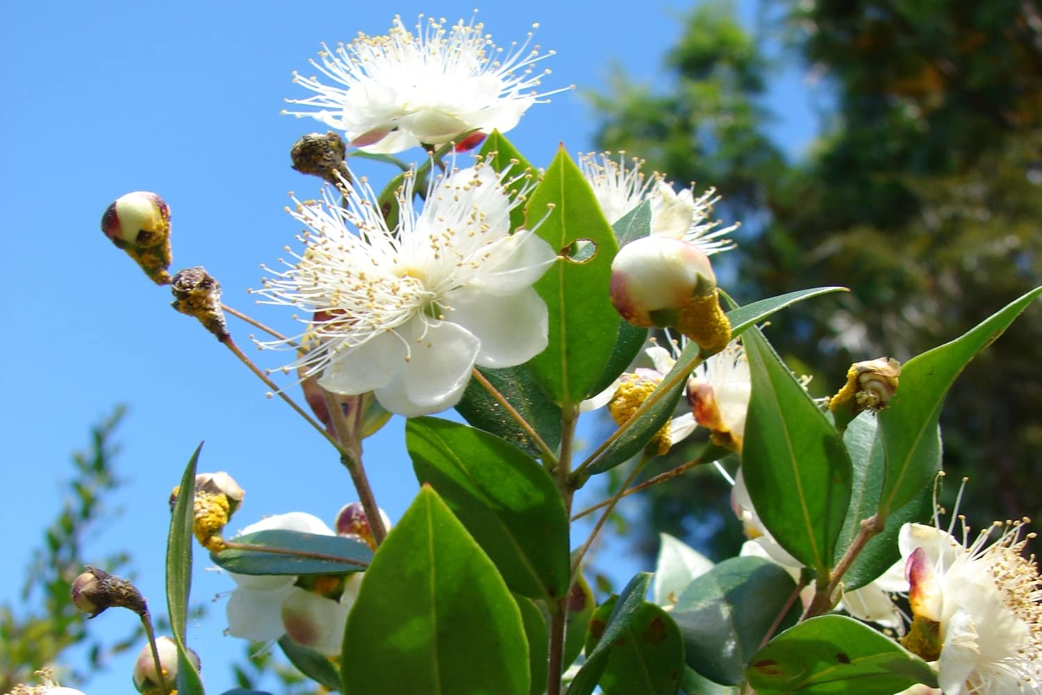 SAFLAX Myrte commun 30 graines Myrtus communis