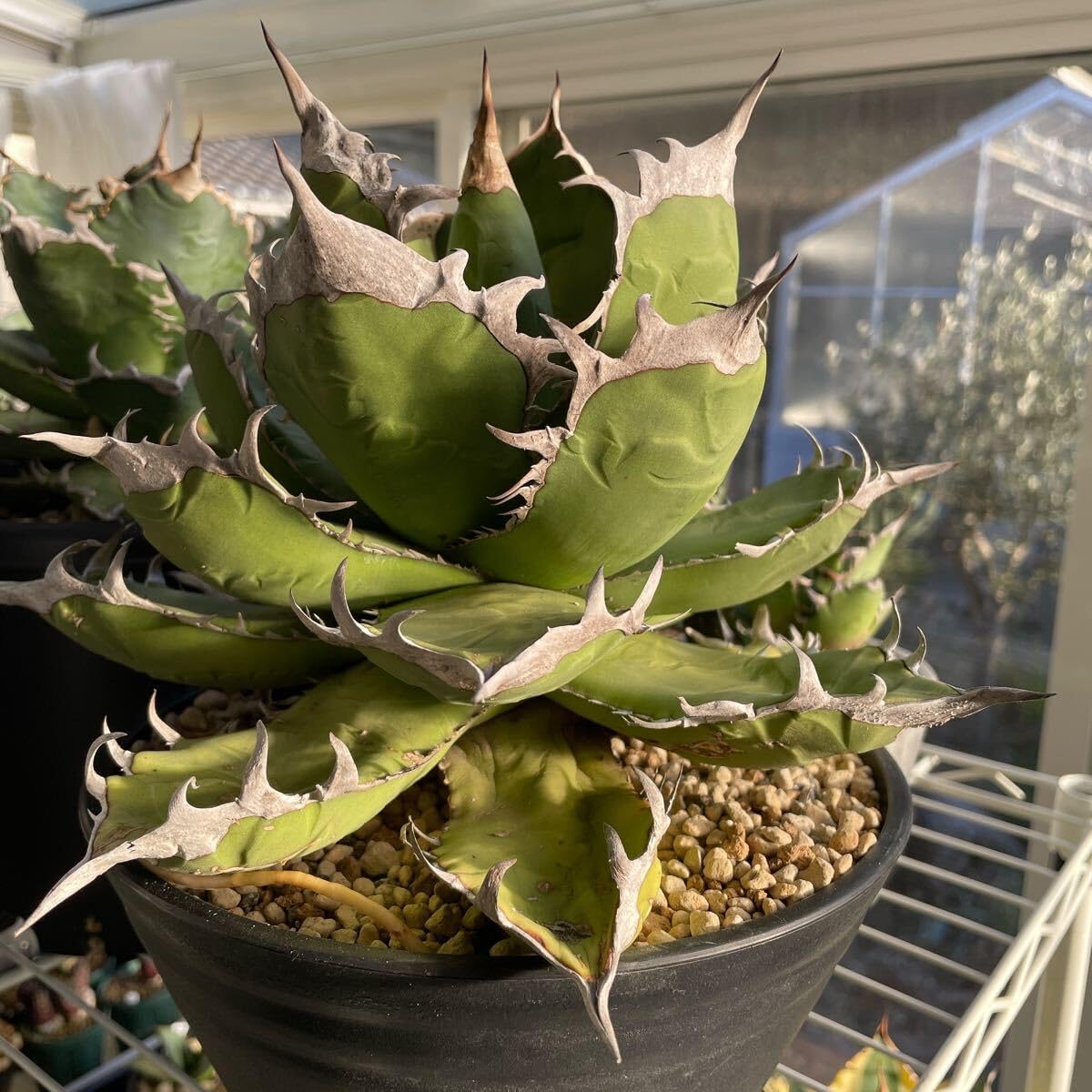 アガベ オテロイ オアハカ現地球 大株 チタノタ オテロイ オアハカ