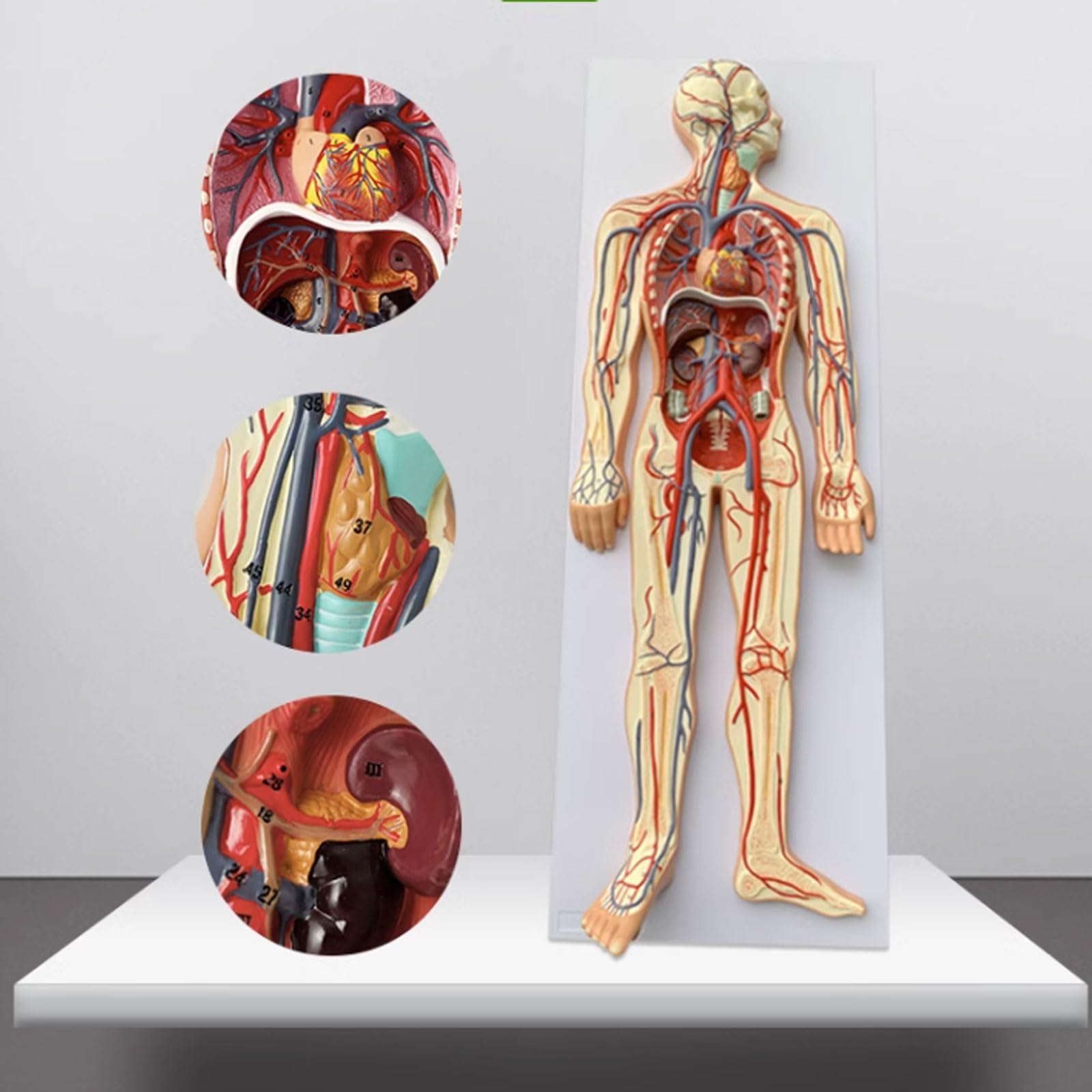 Amazon.co.jp: 人間の血液循環システム モデル内臓心臓臓器血管解剖学