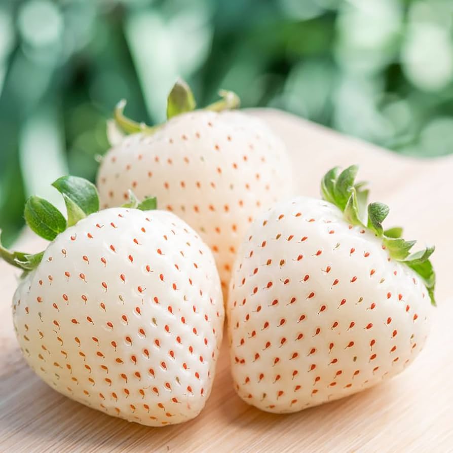 Amazon.com : QAUZUY GARDEN 200 Rare White Strawberry Seeds for