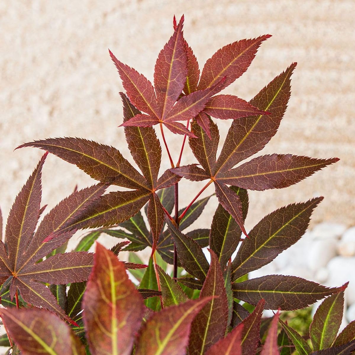 Acero rosso giapponese "Acero palmatum atropurpureum" pianta in vaso ø12 cm Vivaio di Castelletto