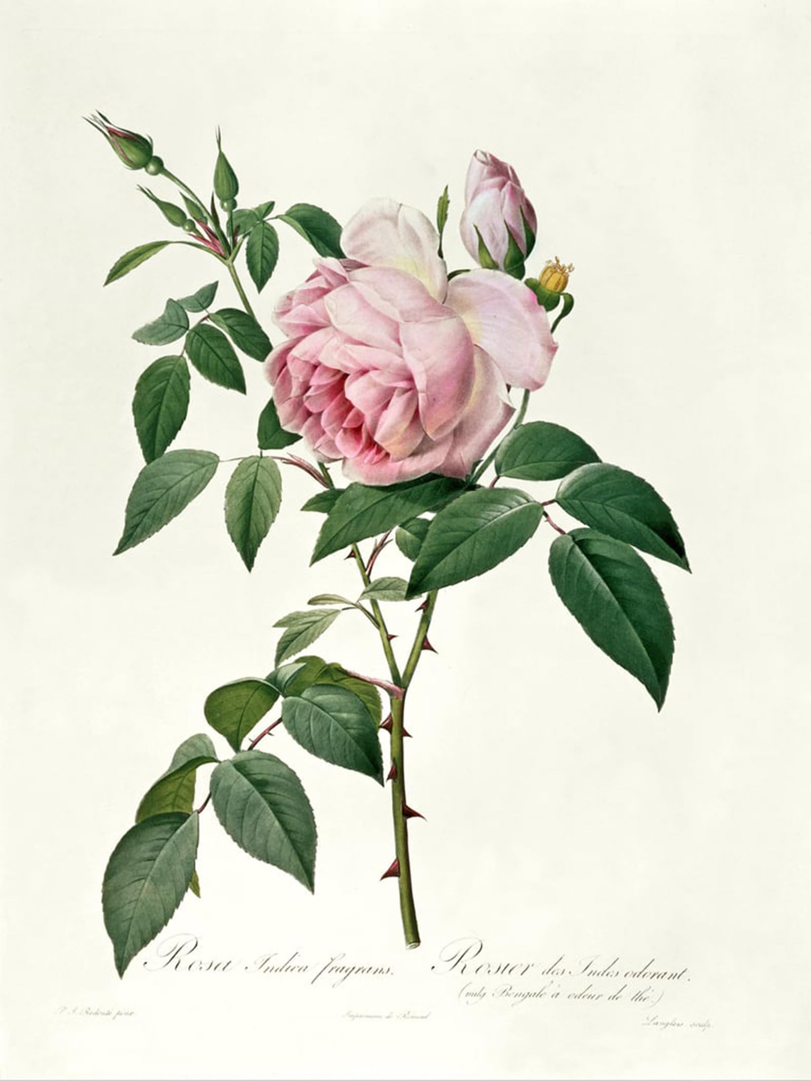 SERENDIPITP Abstract Painting Mural Print Picture Wall Decor Painting Rosa chinensis and Rosa gigantea by Pierre Redouté Vintage Wall Artwork for Home Decor 60x90cm