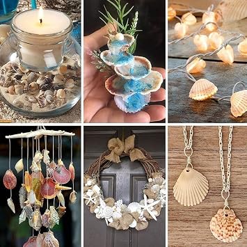 Sea Shells Mixed Beach Seashells 200g Natural Shells 2-8 CM