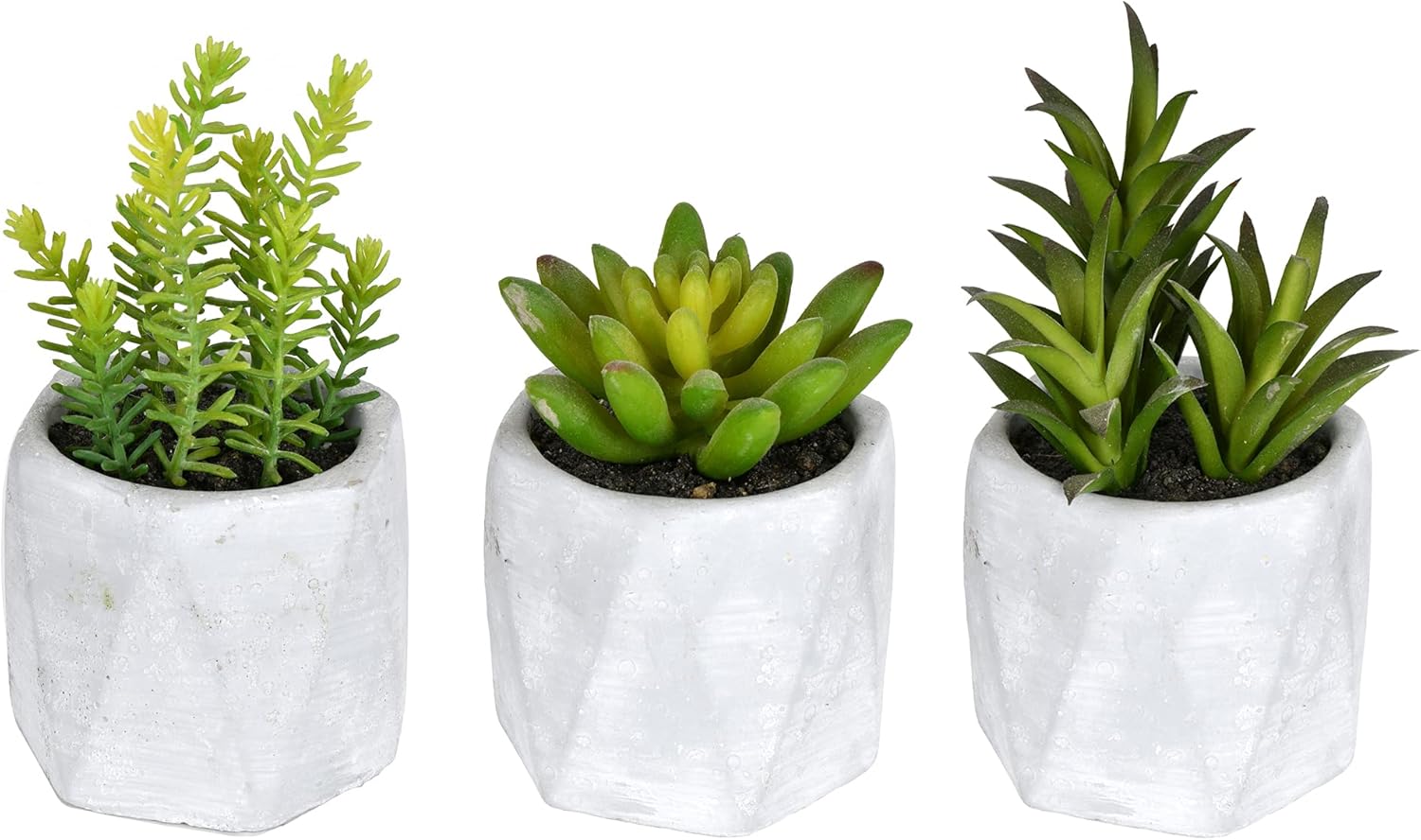 Vickerman Everyday 6" Potted Succulent Arrangements Set