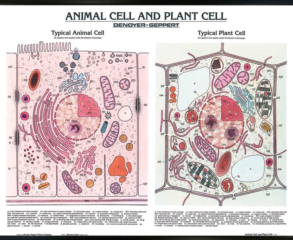 Buy DENOYERGEPPERT SCI CO SE Animal/ Cell Wall Chart, With Plastic