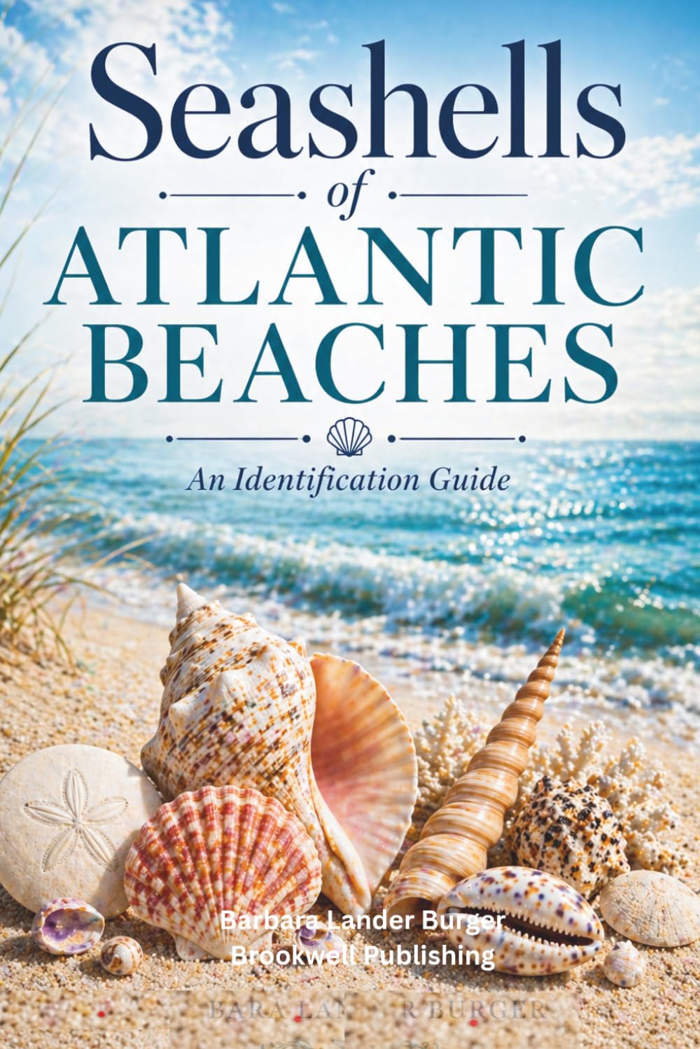 Seashells of Atlantic Beaches: An Identification Guide
