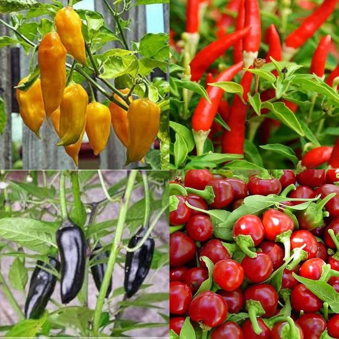 Thai chilli seed beez Hybrid chilli spicy mixed lanka f1 seeds pack of 50-image-21