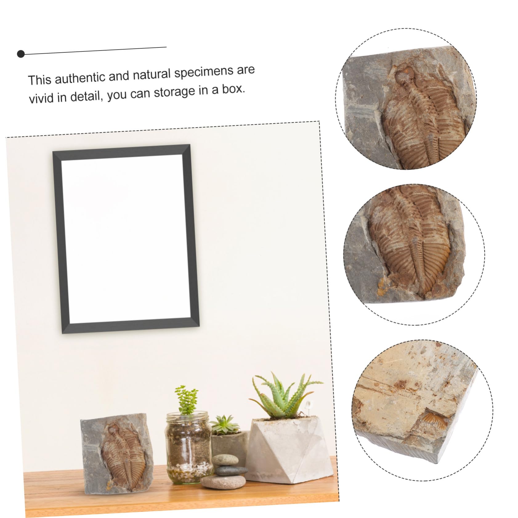 Fossile Trilobite Autentico Specimen di Paleontologia per Ragazzo Ragazza e Adolescenti, Giocattolo Educativo e Decorazione da Scrivania per Ufficio o Dormitorio