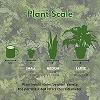 Vista 7 de Fairy Castle Cactus, Acanthocereus Tetragonus, Night-Blooming Cereus, Triangle Cactus, 4 inch Pot