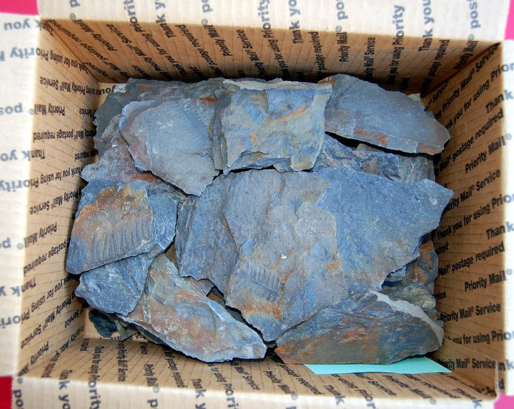 10 Pound Collection of Authentic Assorted Plant Fossils