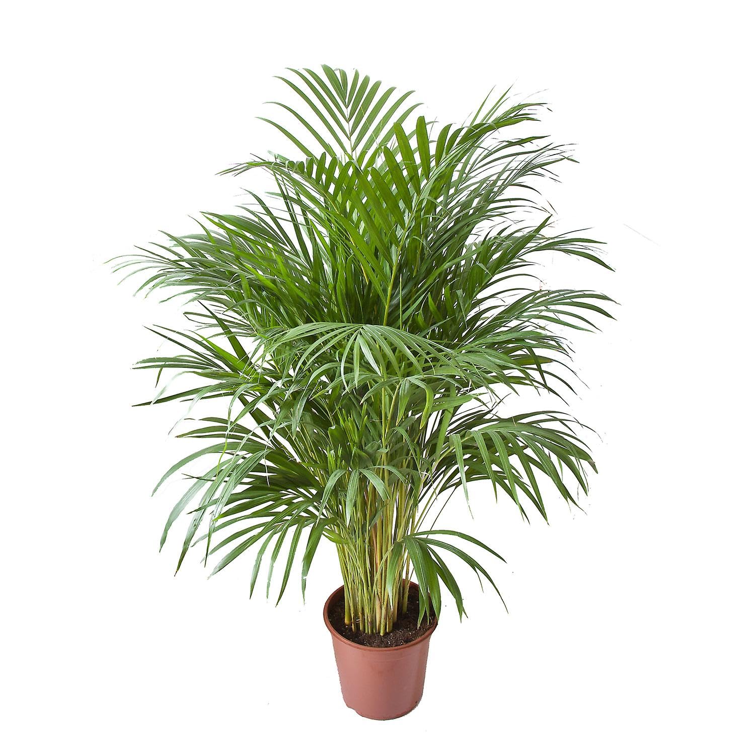 Dypsis Lutescens Natural Areca 100cm Palmera de Interior de Altura Destacada y Maceta de 17 cm