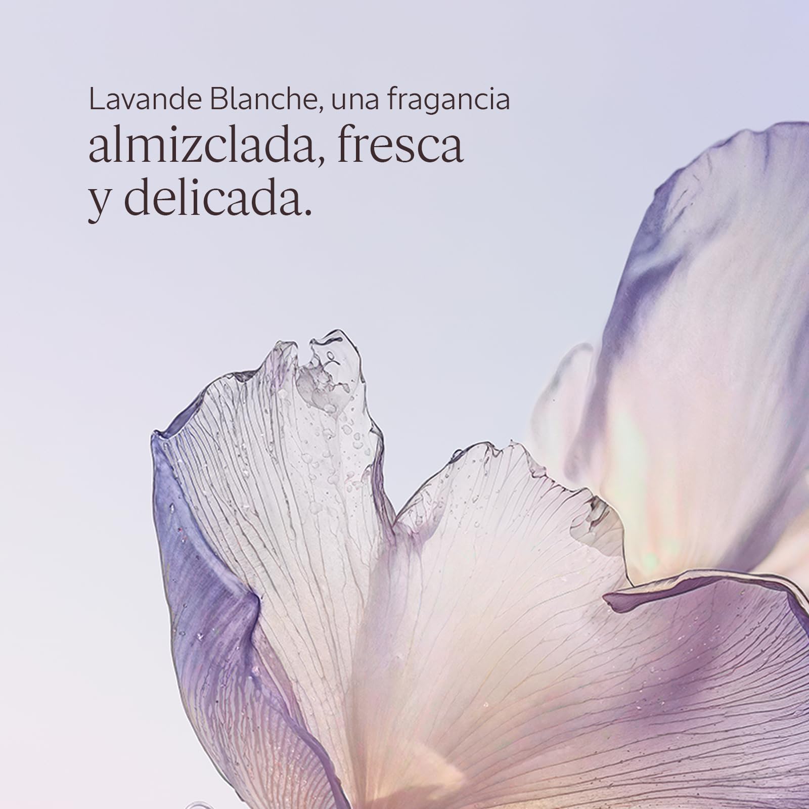 L'OCCITANE - Eau de Toilette Lavande Blanche (Lavanda Blanca) - 50 ml | Notas almizcladas, frescas y delicadas - Acordes de Lavanda, Almizcle y Madera de cedro - Fabricado en Francia