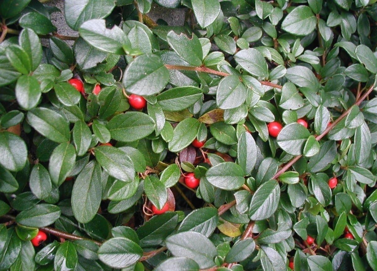 Stauden Gänge 10 x Cotoneaster dammeri 'Radicans' Teppichmispel winterhart | Immergrüner Bodendecker mit roten Beeren für Sonne bis Halbschatten, mehrjährig, winterhart, robust, 9x9 cm Topf
