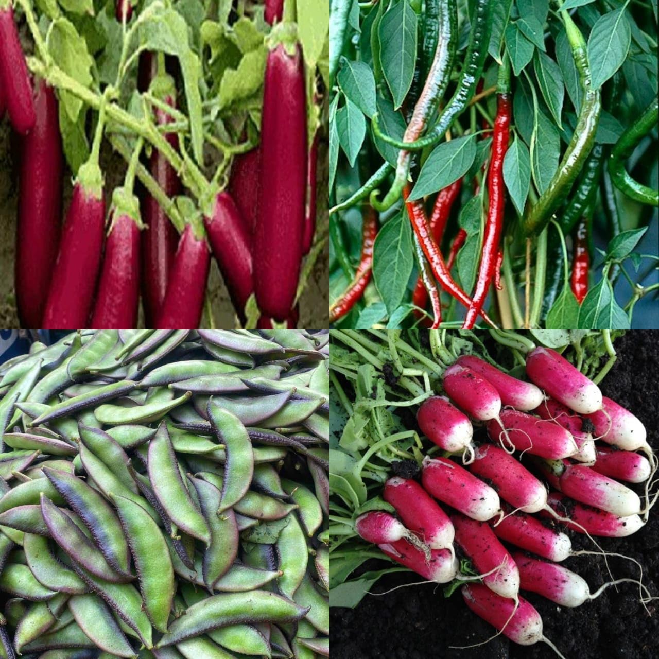 Golden Bloom 4 Types Hybrid F1 Winter vegetable Seeds Combo - Long Chili Seeds, Mix color Radish, Long Red brinjal And MiX Color Sem (400 Seeds) (B0CFVVK55D) Amazon Price History, Amazon Price Tracker