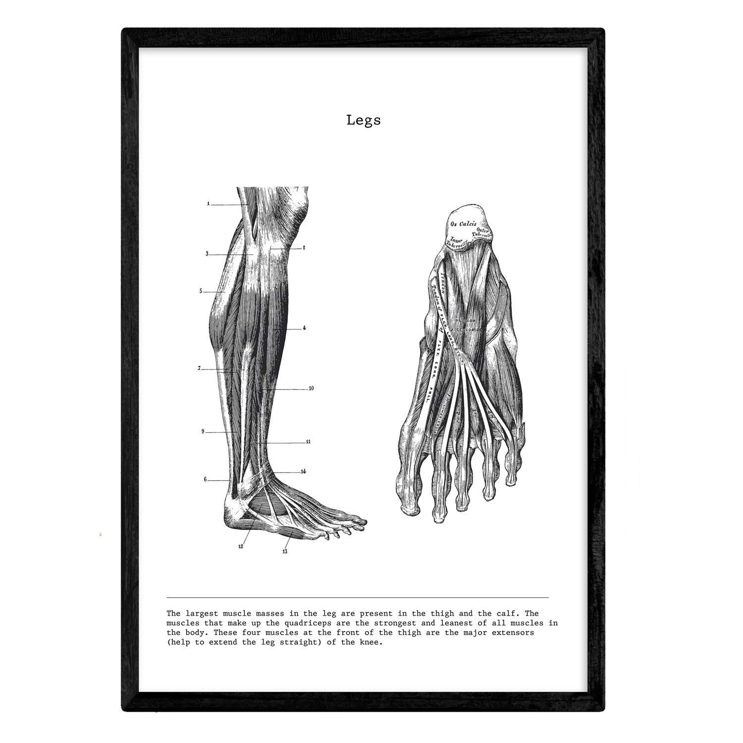 Nacnic Anatomy Poster. Vintage style wall decoration of legs, muscles and bones. Assorted black and white pictures of human anatomy and body parts. Size A3.