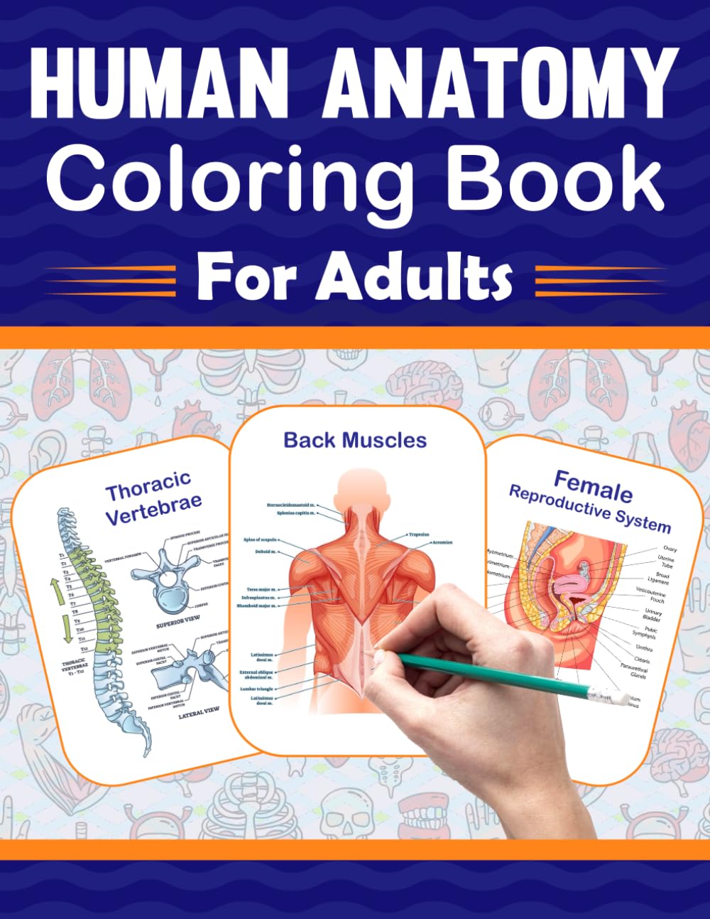 Human Anatomy Coloring Book For Adults: It Will Be Great For Adults To Learn Human Anatomy Easily. It Includes Human Muscles Anatomy, Bones Anatomy, Organs Anatomy, Cells And Tissues Anatomy.