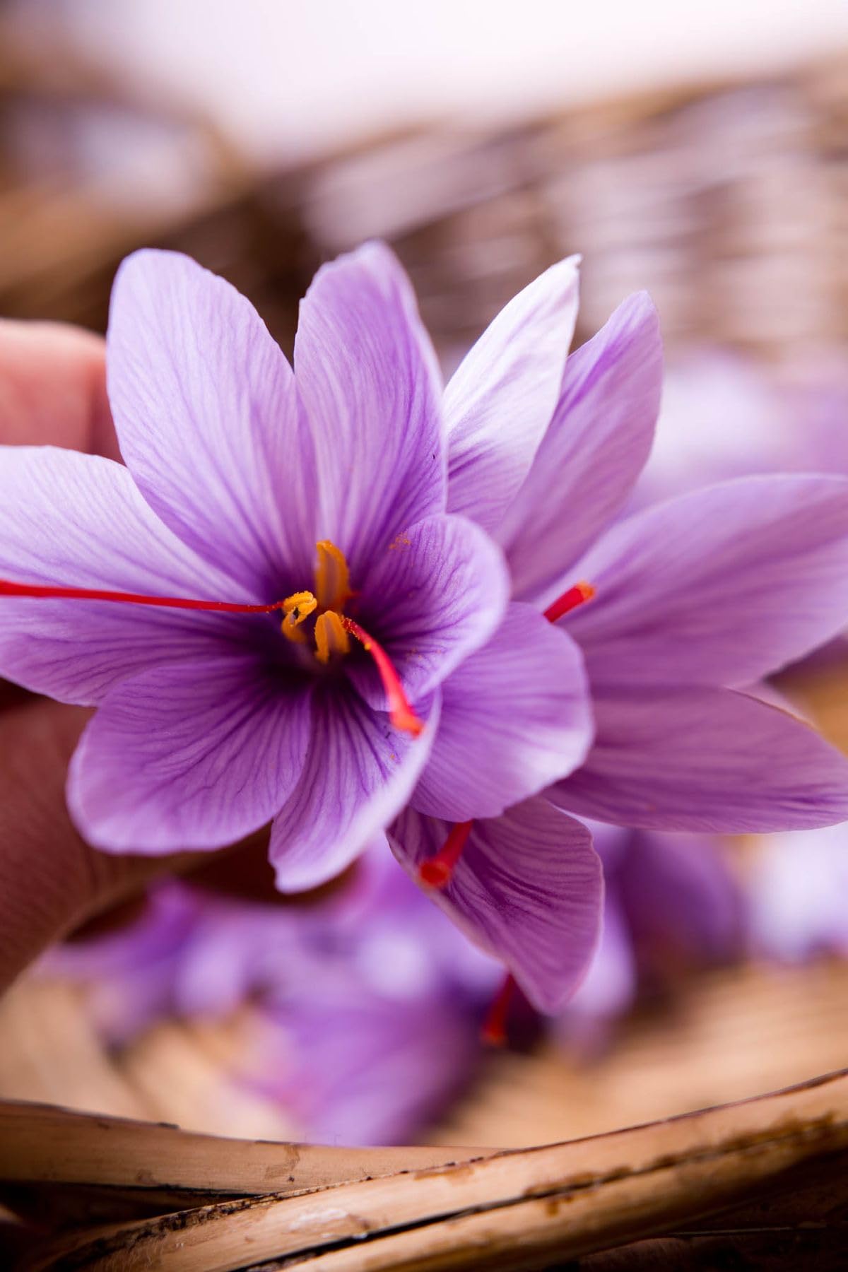 Radha Krishna Agriculture® Saffron Flower Bulbs | Kesar Flower Bulbs for Home and Gardening (Pack of 2 bulbs) - Image 2 thumbnail