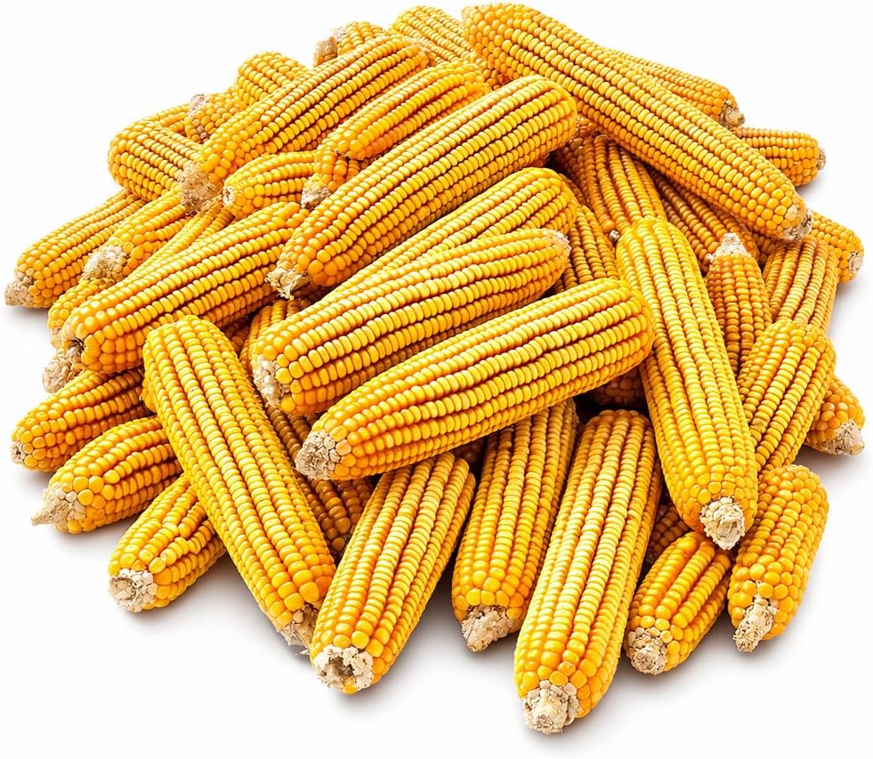 CountryMax Backyard Seeds Corn - High-Energy Animal Feed for Chickens, Squirrels, Deer & Wild Birds, Ground Feeding, High Protein - Corn Cob - 50 lbs