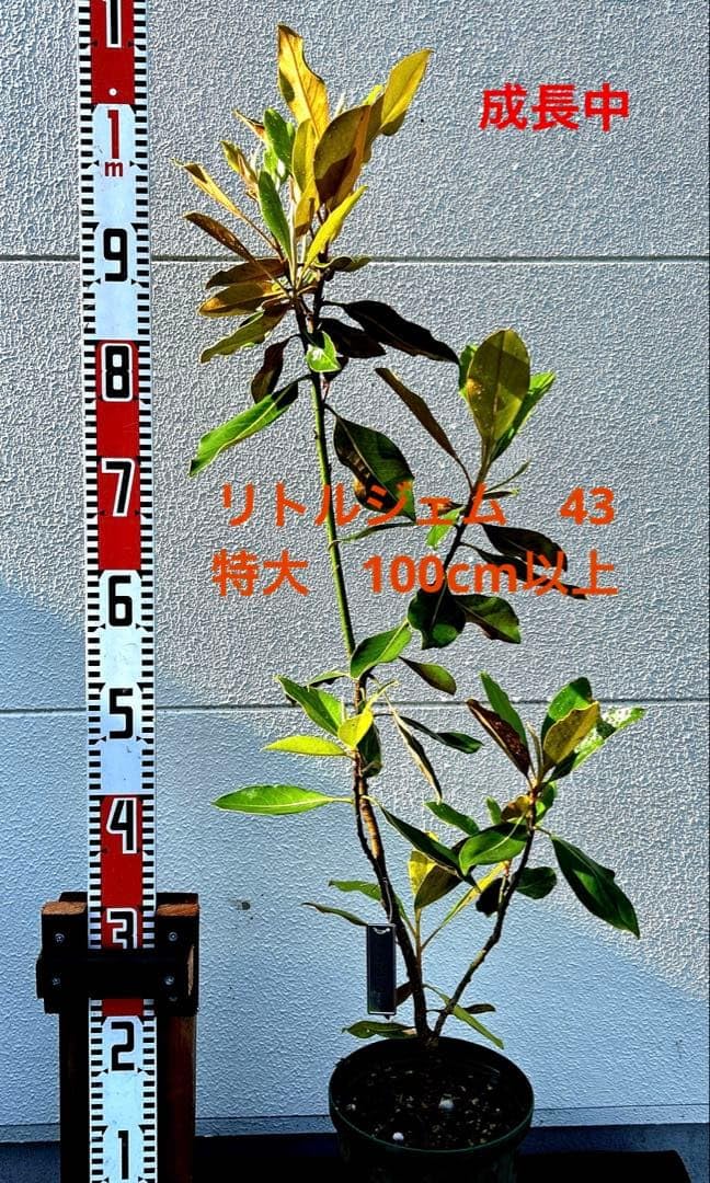 Amazon｜タイサンボク苗 リトルジェム｜観葉植物 オンライン通販