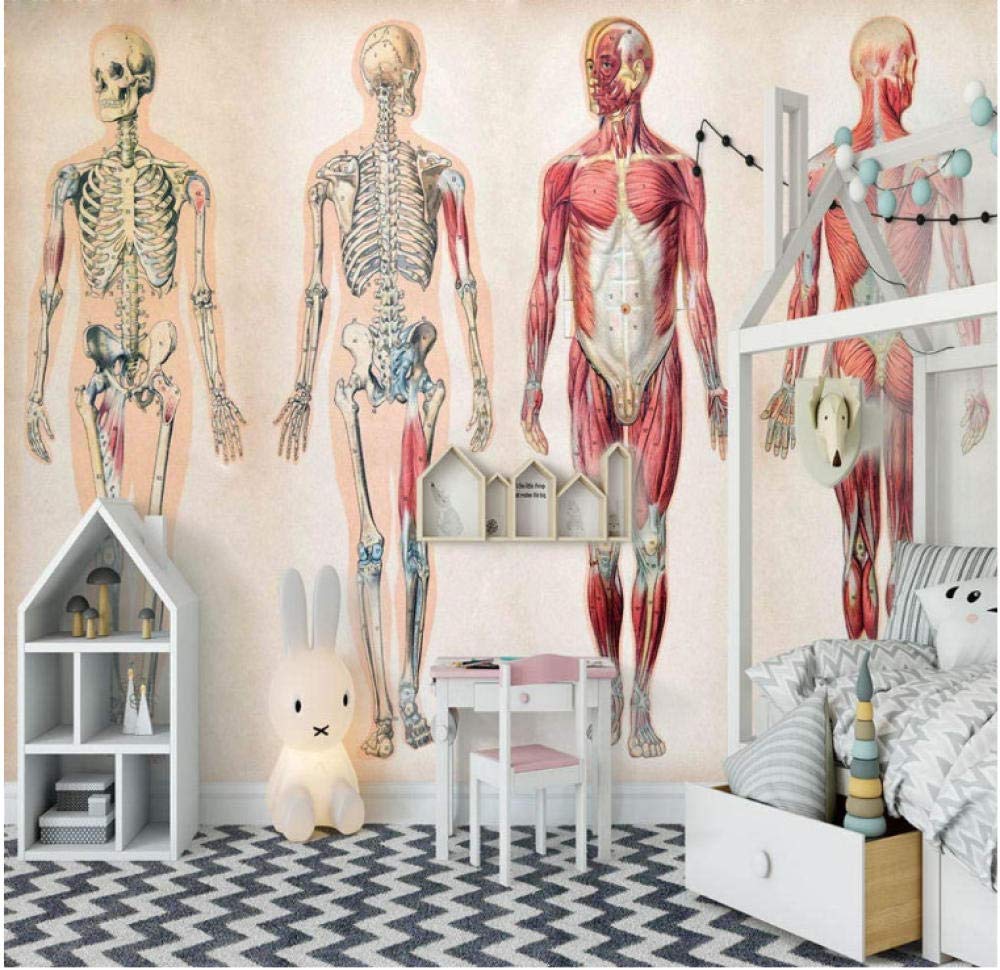 Anatomie-Figur Weiblich – 28 Cm Männliches Modell – Halbmuskulär, Für Künstler & Medizinstudenten