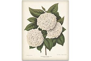 Vintage Japanese Snowball Flower, Classic Botanical Poster - Unframed Art Print, Cottagecore Room Decor