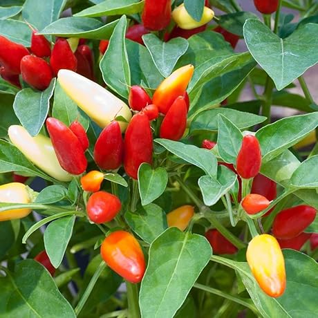 Fiery Delights: Cultivate Your Own Piquin Peppers from Premio Seeds