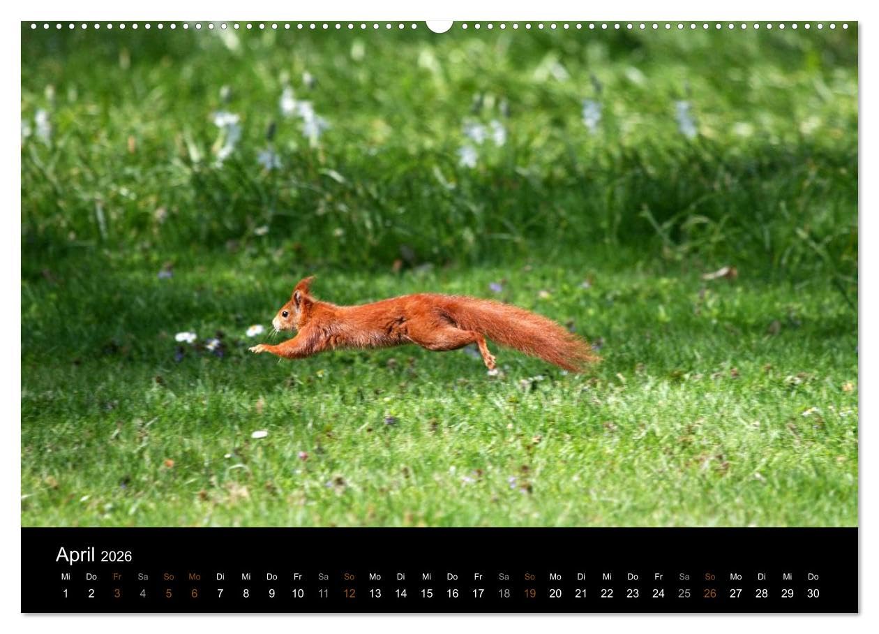 Eichhörnchen (hochwertiger Premium Wandkalender 2026 DIN A2 quer), Kunstdruck in Hochglanz: Gattung der Hörnchen-Familie (CALVENDO Tiere)
