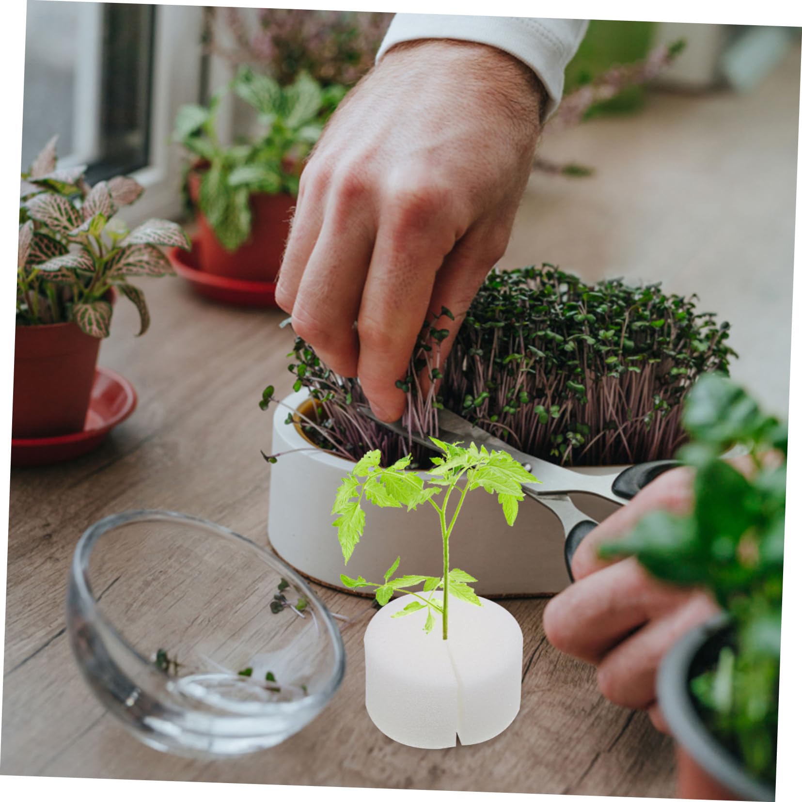 Toddmomy 2 Set Spugne Idroponiche per Coltivazione per Piantine Materiale E Leggero per Piante da per E Giardinaggio Colore 100 Pezzi*2