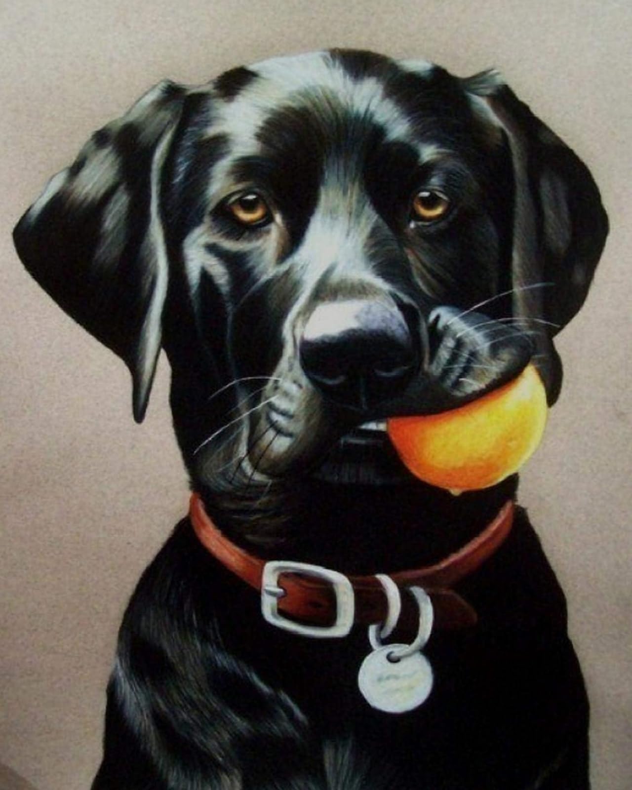 COKYIS Cross Stitch Kits for Adults Stamped Black Labrador Retriever 11CT Printed Cross Stitch Kit,Counted Embroidery Kits for Beginner Wall Art Home Decoration 40x50cm