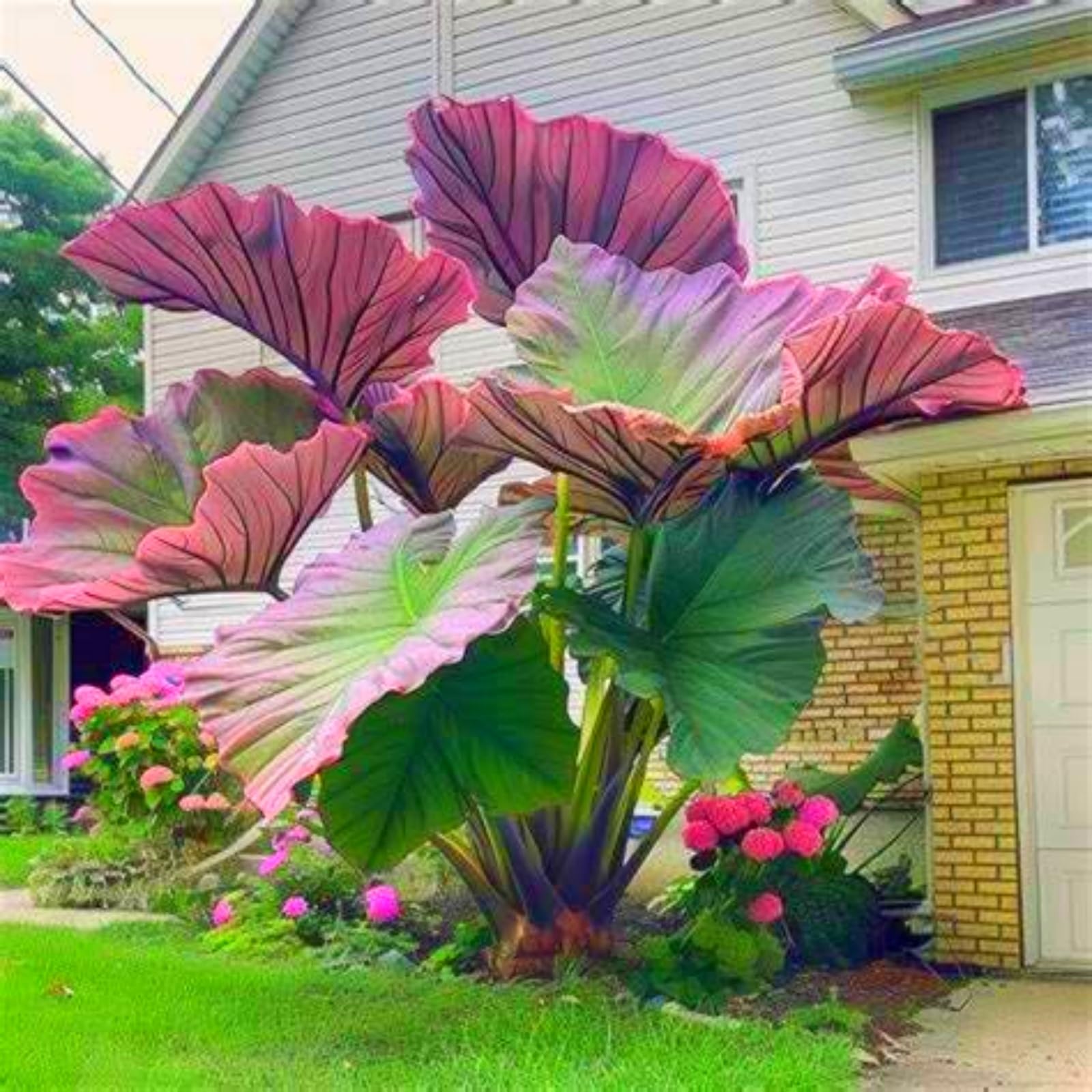 Bulk Elephant Ear Rhizome Surprise Growth, Colocasia Gigantea Bulbs, No Watering Required, Professional Planting-d-6Bulbs