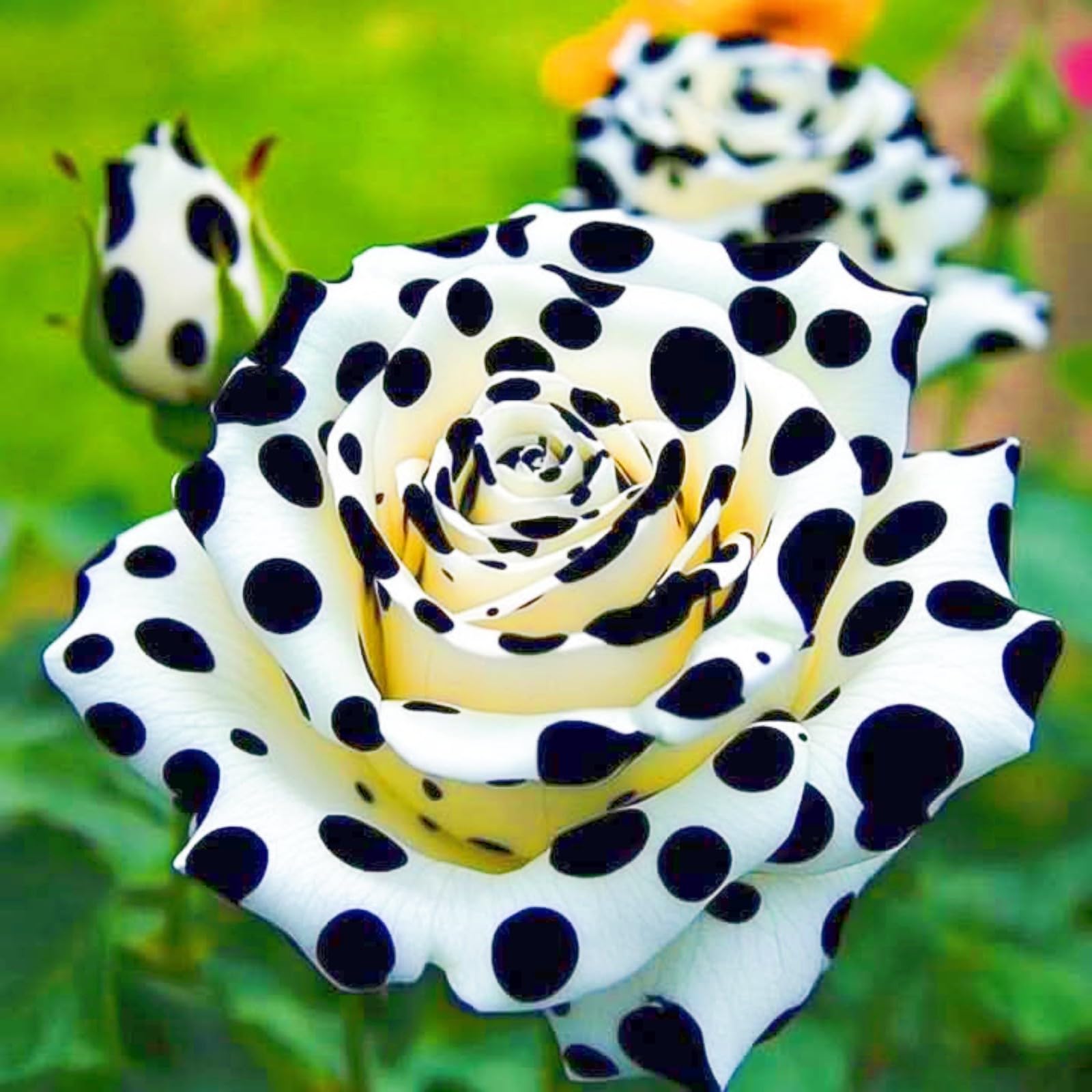 Rich in Color Bloom Year After Year Rose Plant Rose Bulbs Hardy Perennial/Plant Bulbs/Wedding Flowers-2bulbs-e — image 1