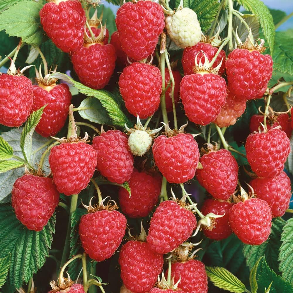 Raspberry Rubus Idaeus Malling Promise Early Fruiting Raspberry