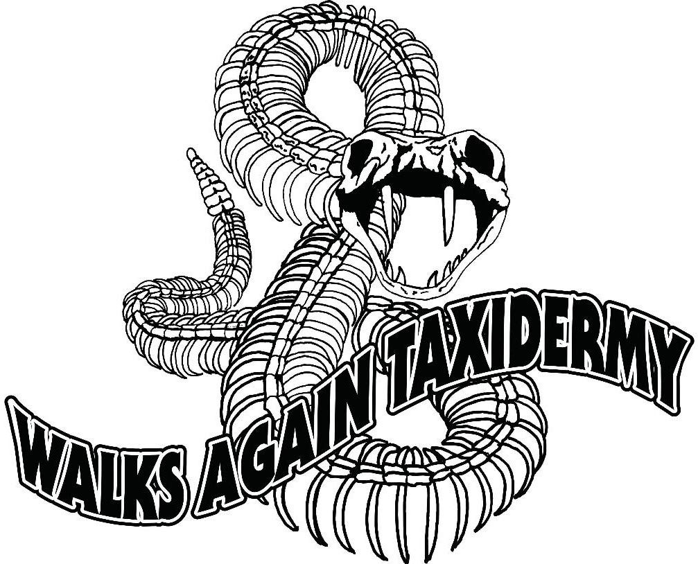 Walks Again Taxidermy® 5,000 Dermestid Beetles & Larvae – Live Insects for Taxidermy Skull Cleaning