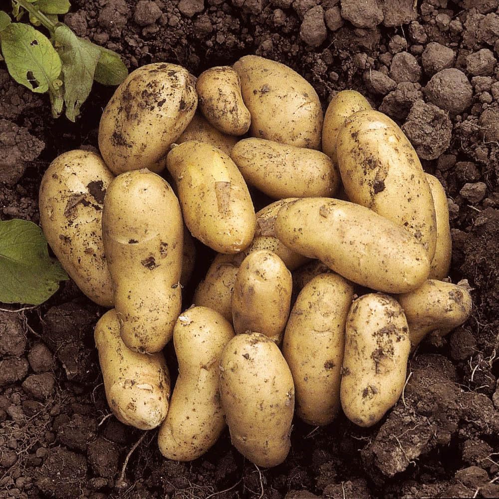 YouGarden - Seed Potato 'Charlotte' - 2.5kg Bag, Planting in UK Gardens, Grow Your Own Potatoes