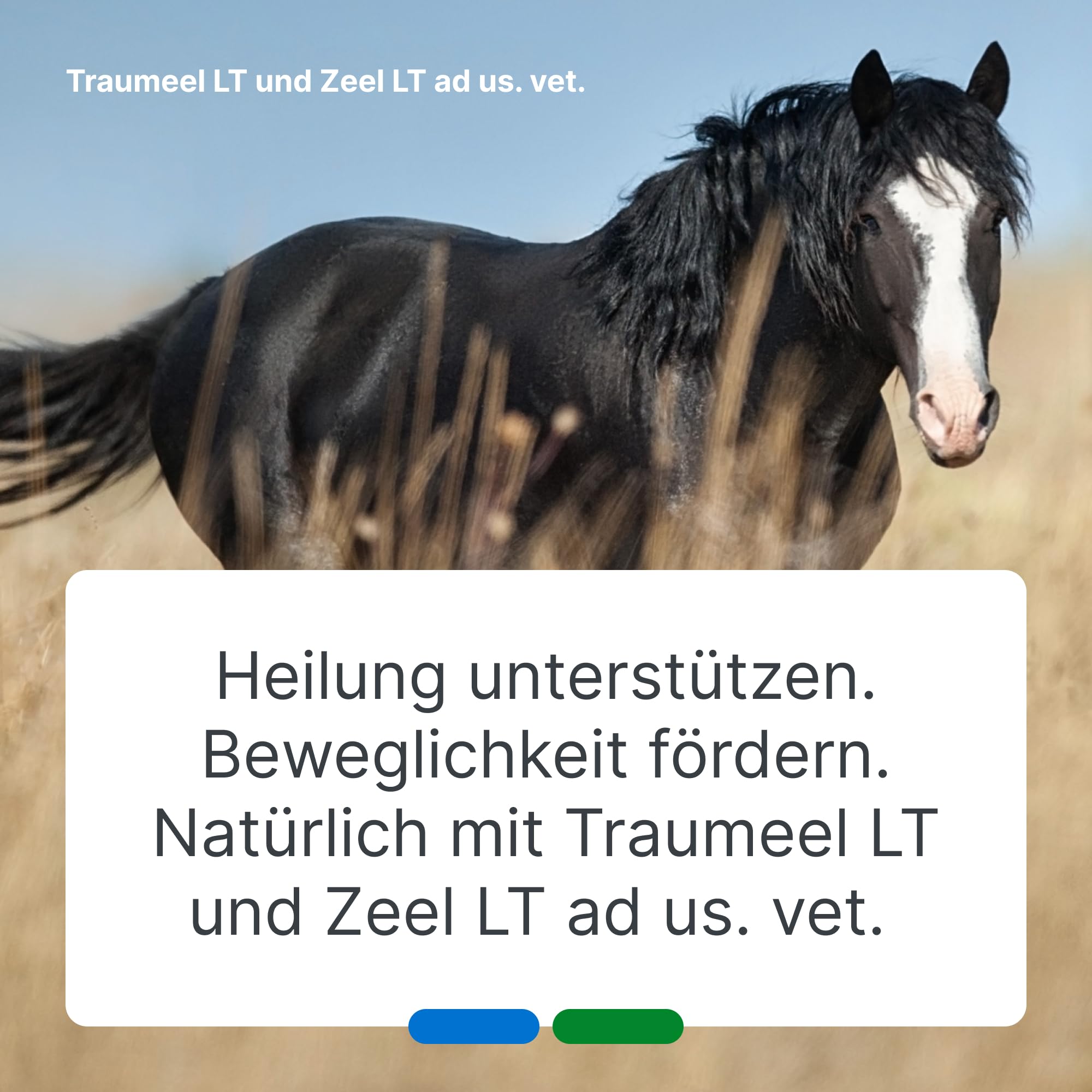 Traumeel LT & Zeel LT ad us. vet. 2x500 Tabletten, Tierarzneimittel | Unterstützung in aktiven Momenten & für langfristige Beweglichkeit, Natürliches Tierarzneimittel für u.a. Hunde und Katzen