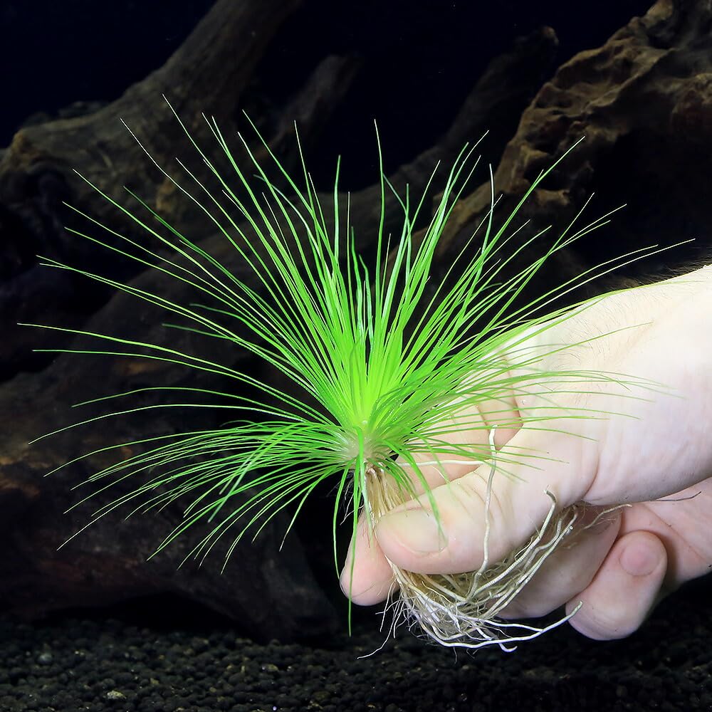 ☆ 極珍種！ 美種！ホシクサspペドラスター プランツ ホシクサ 水上