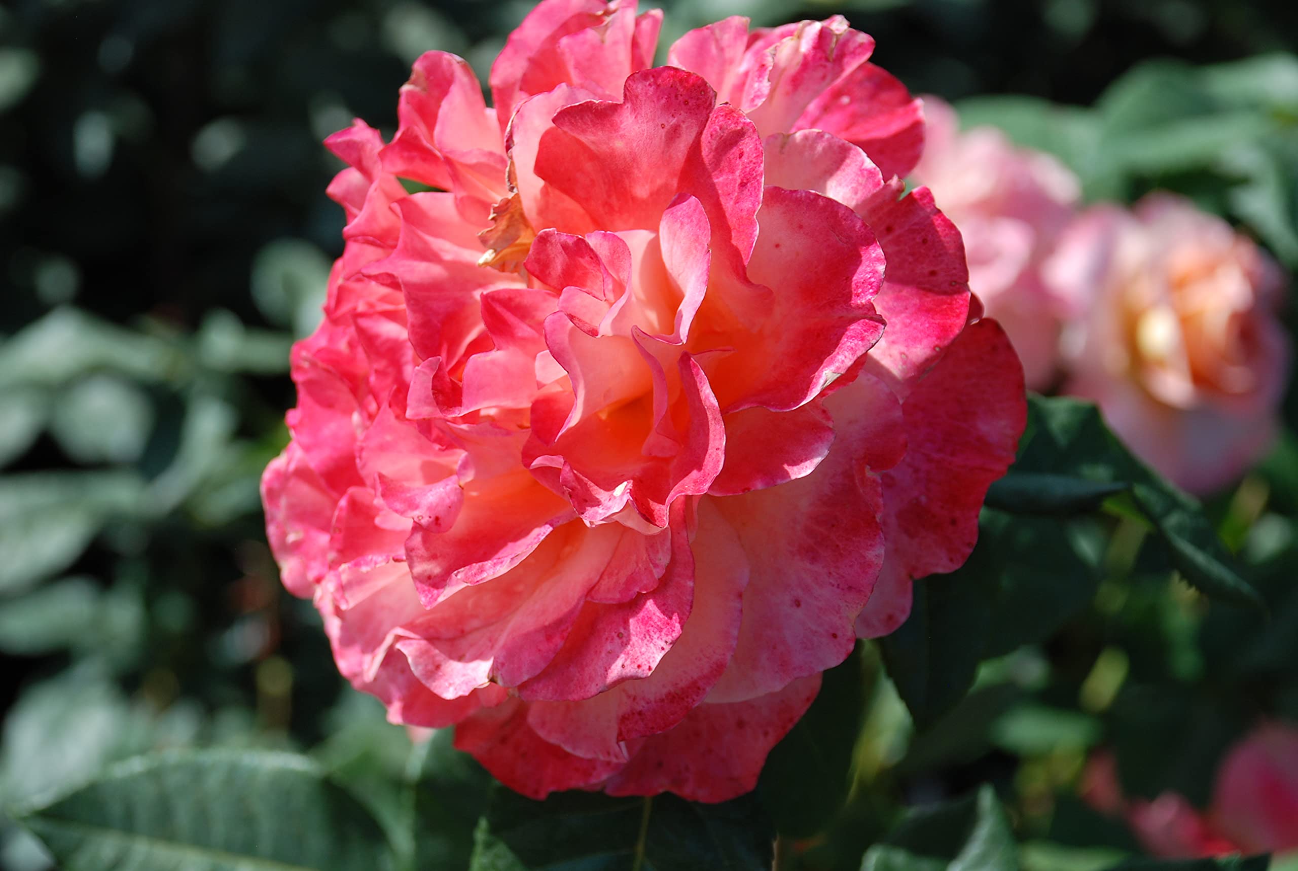 Edelrose Augusta Luise in champagner-rosé bis pfirsich - Duftrose winterhart - Rosen-Blüte in champagner-rosé bis pfirsich - Rose sehr stark duftend im 5 Liter Container von Garten Schlüter - Pflanzen