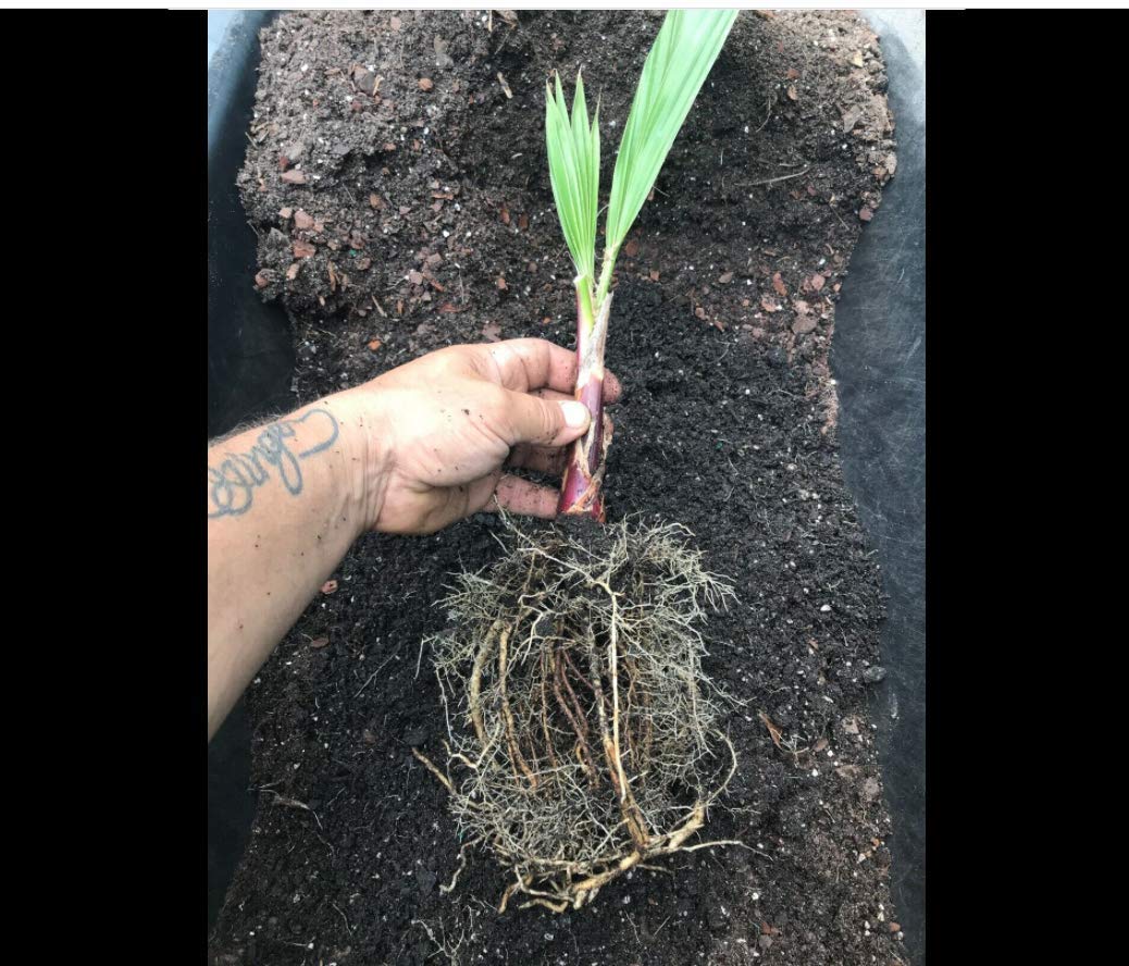 Buy Pick ON Custom Sago Palm Mexican Fan Palm Windmill Palm Pindo