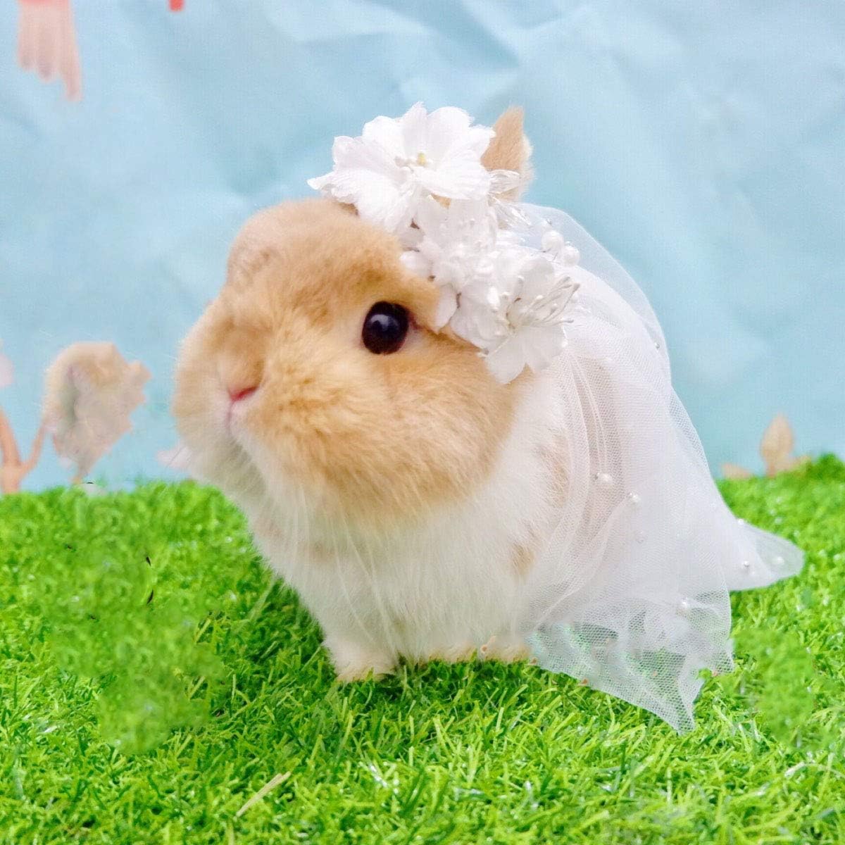 Rabbit Wedding Dress and Veil Set Bride Outfit Formal Apparel Bunny Vest Harness and Leash for Wedding Halloween Cosplay Party Holiday Daily Wear Small Animal Walking Clothes (M (10.2-17.3in Chest))